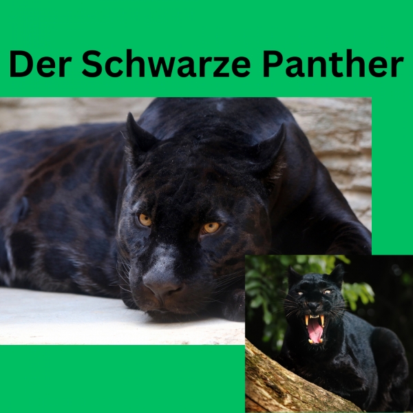 Der Schwarze Panther
